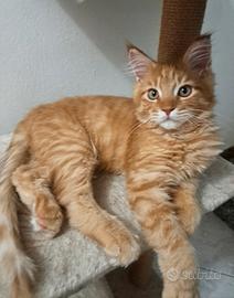 Cuccioli maine coon