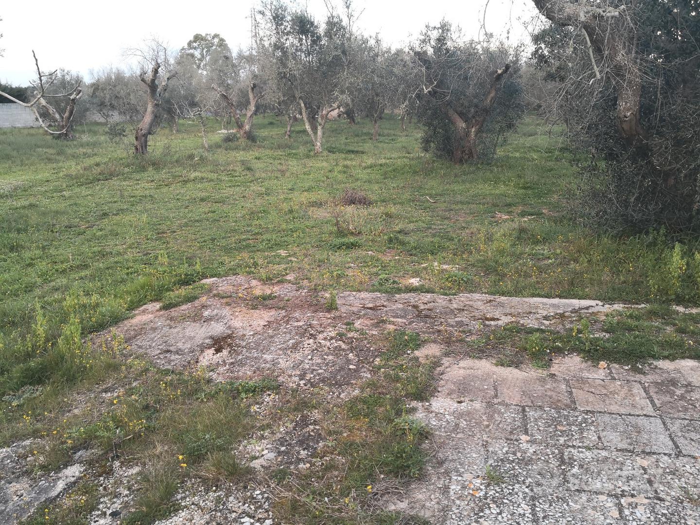 Tricase - Terreno con fabbricati e pajara - Vista 6