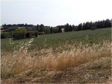 Pisa - Terreno agricolo seminativo 2,3 ettari