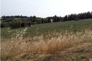 Pisa - Terreno agricolo seminativo 2,3 ettari