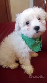 Cuccioli razza maltipoo