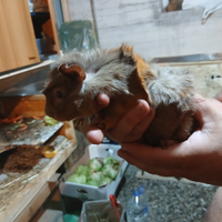 Vendita cavia