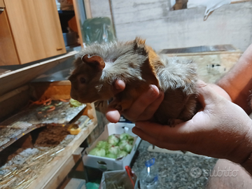 Vendita cavia