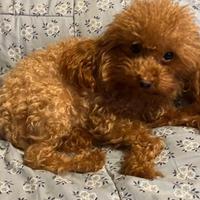 Prenotazione Cuccioli barboncino Toy