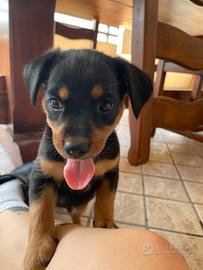 Cucciolo pinscher due mesi e mezzo