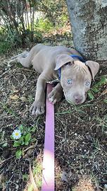 Cucciolo Amstaff