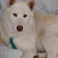 Cucciolo Husky senza pedigree di 10 mesi