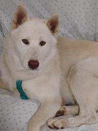 Cucciolo Husky senza pedigree di 10 mesi