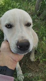 cucciolo misto labrador