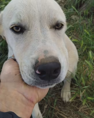 cucciolo misto labrador