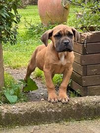 Cane Corso Fulva Pedigree
