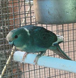 Kakariki femmine