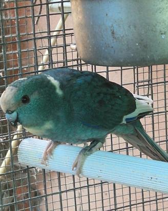 Kakariki femmine