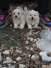 Maltese toy