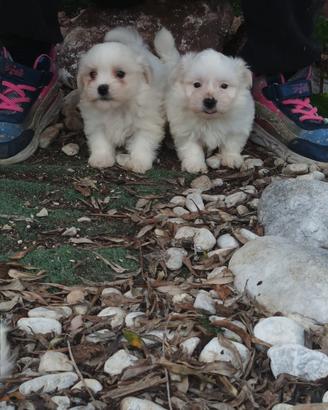Maltese toy