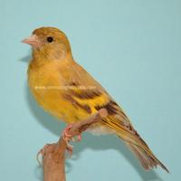 Coppia lucherino testa nera topazio