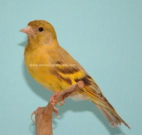 Coppia lucherino testa nera topazio