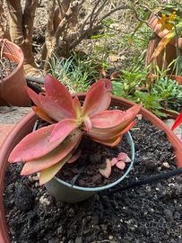 Piantina di echeveria rossa