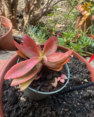 Piantina di echeveria rossa