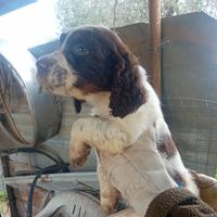 Springer spaniel