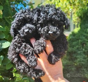 Barboncino toy nero