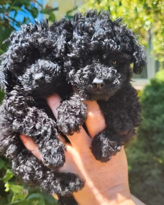 Barboncino toy nero