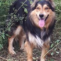 Cani affettuosi e sani