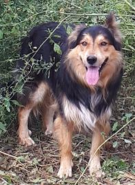 Cani affettuosi e sani