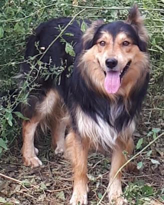 Cani affettuosi e sani