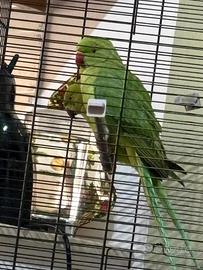 Coppia di parrocchetti dal collare