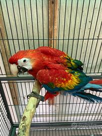 Ara rosso ed altri pappagalli