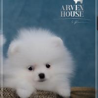 Pomerania bianco piccolo maschio ENCI