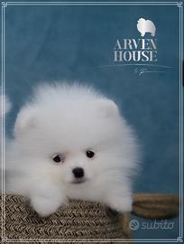 Pomerania bianco piccolo maschio ENCI