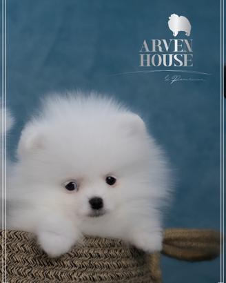 Pomerania bianco piccolo maschio ENCI