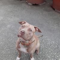 American pitbull terrier red nose