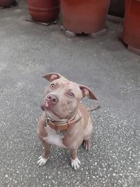 American pitbull terrier red nose
