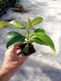 piante da siepe