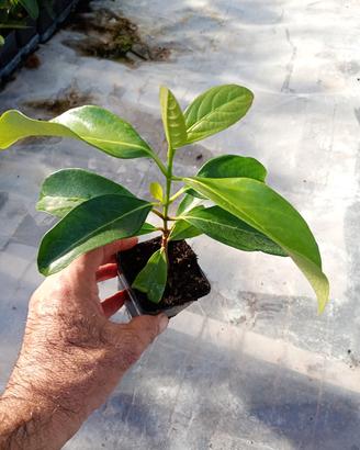 piante da siepe