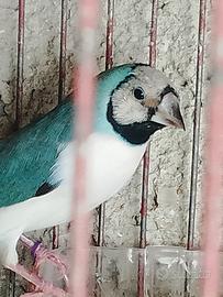 Uccelli