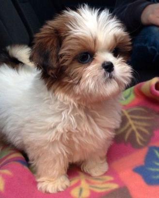 Shihtzu cuccioli meravigliosi