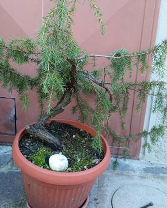 Prebonsai di Ginepro