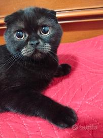 gatto Scottish 
