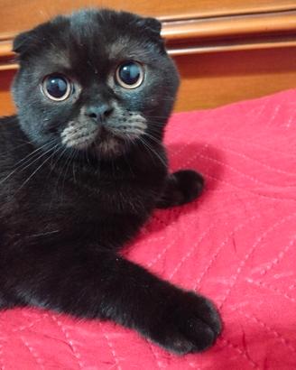 gatto Scottish 