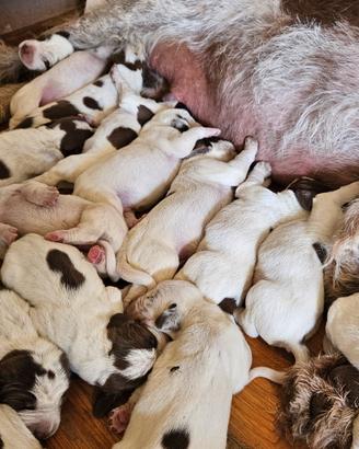 Spinone Italiano Roano Marrone con pedigree 