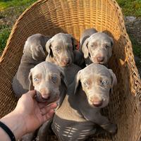 Cuccioli di Weimaraner