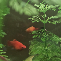 Guppy e molly avanotti