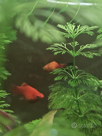 Guppy e molly avanotti