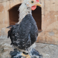 Galli e galline nane