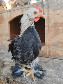 Galli e galline nane