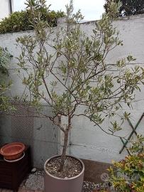 albero di ulivo